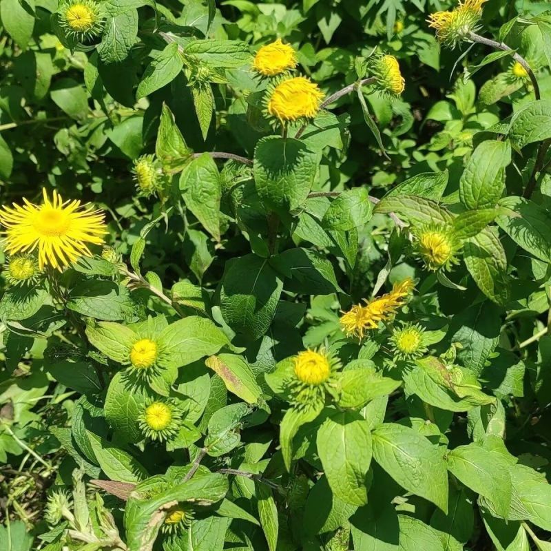 野生水葵花种子水朝阳旋覆花野葵花水朝阳旋覆花多年生草本