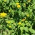 野生水葵花种子水朝阳旋覆花野葵花水朝阳旋覆花多年生草本