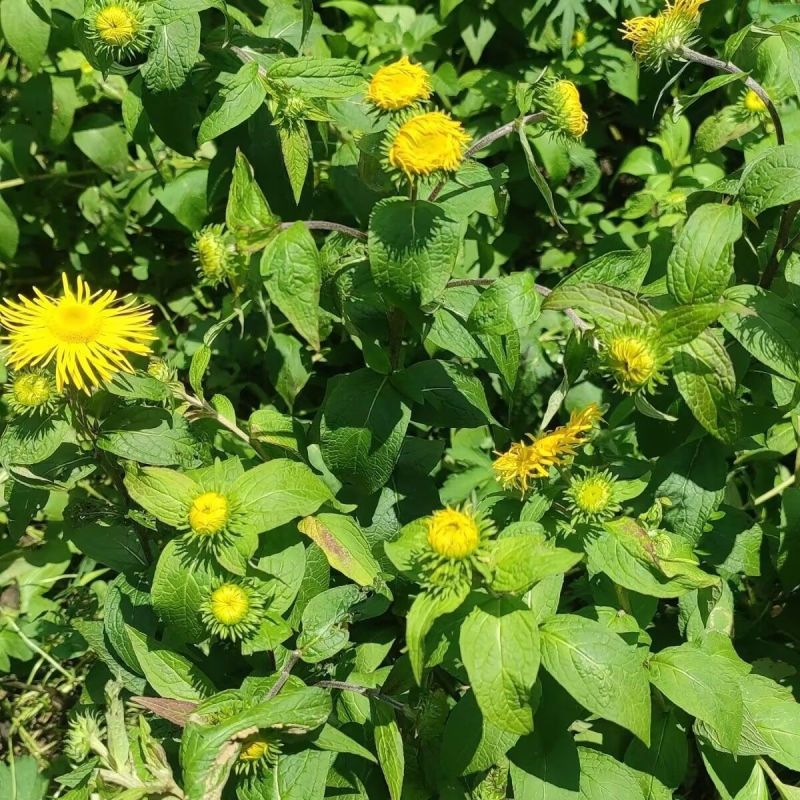 野生水葵花种子水朝阳旋覆花野葵花水朝阳旋覆花多年生草本