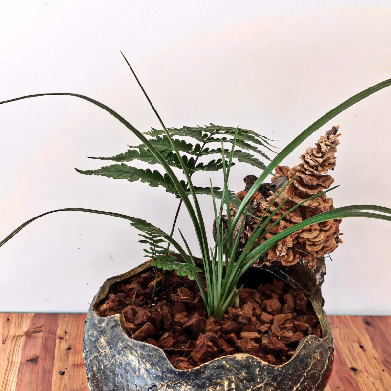 园林盆景造型素材老桩类蕨类苔藓类菌类花草类怪石类原生采