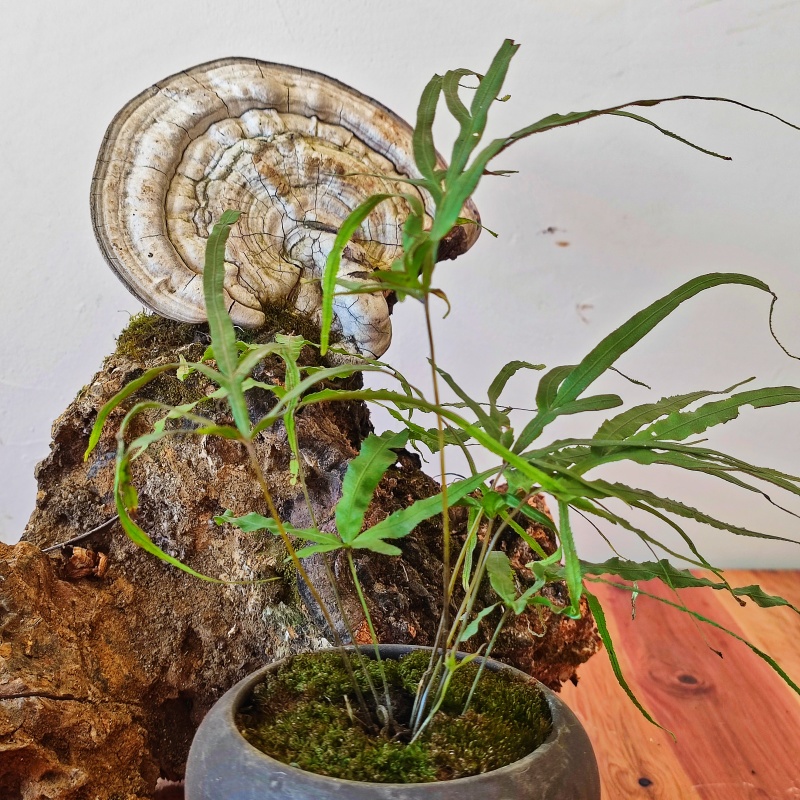 园林盆景造型素材老桩类蕨类苔藓类菌类花草类怪石类原生采
