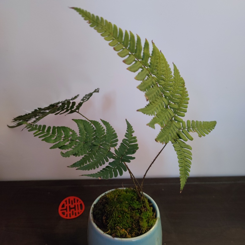 园林盆景造型素材老桩类蕨类苔藓类菌类花草类怪石类原生采