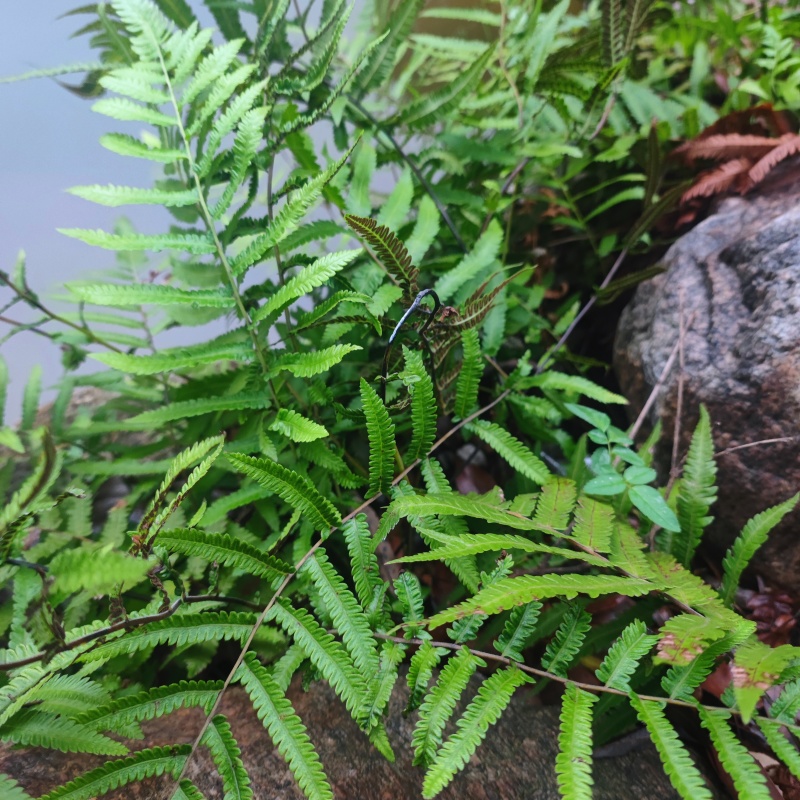 园林盆景造型素材老桩类蕨类苔藓类菌类花草类怪石类原生采