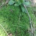 园林盆景造型素材老桩类蕨类苔藓类菌类花草类怪石类原生采