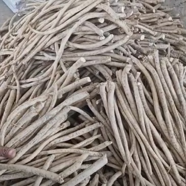 出售优良辣根种15万斤。