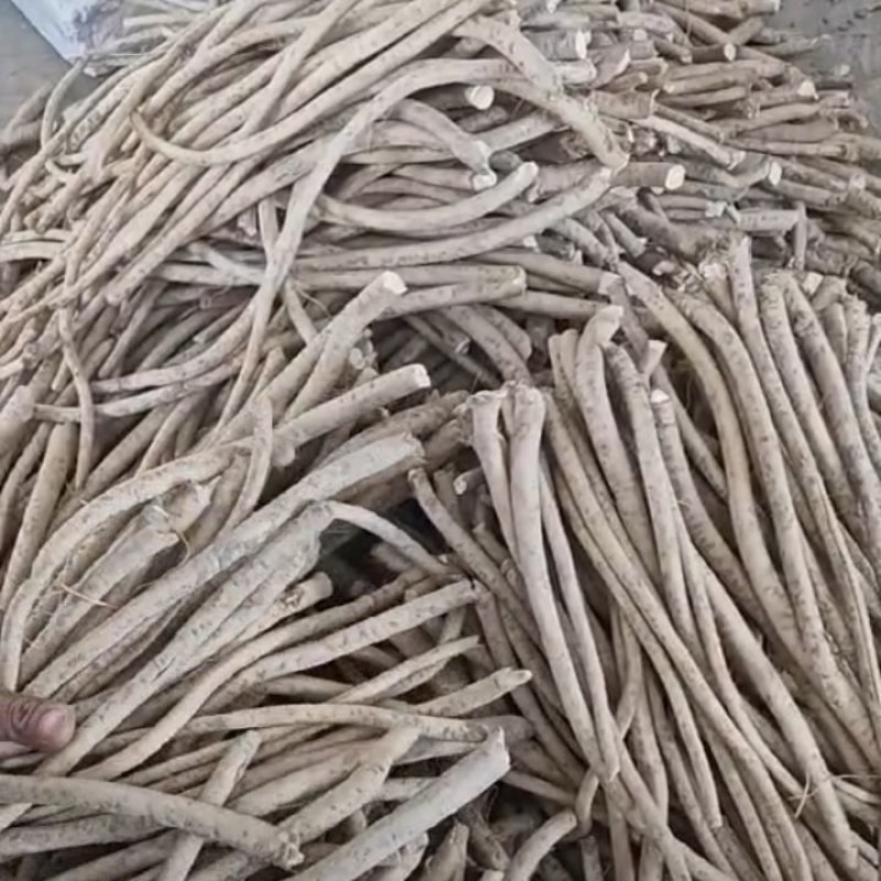 出售优良辣根种15万斤。