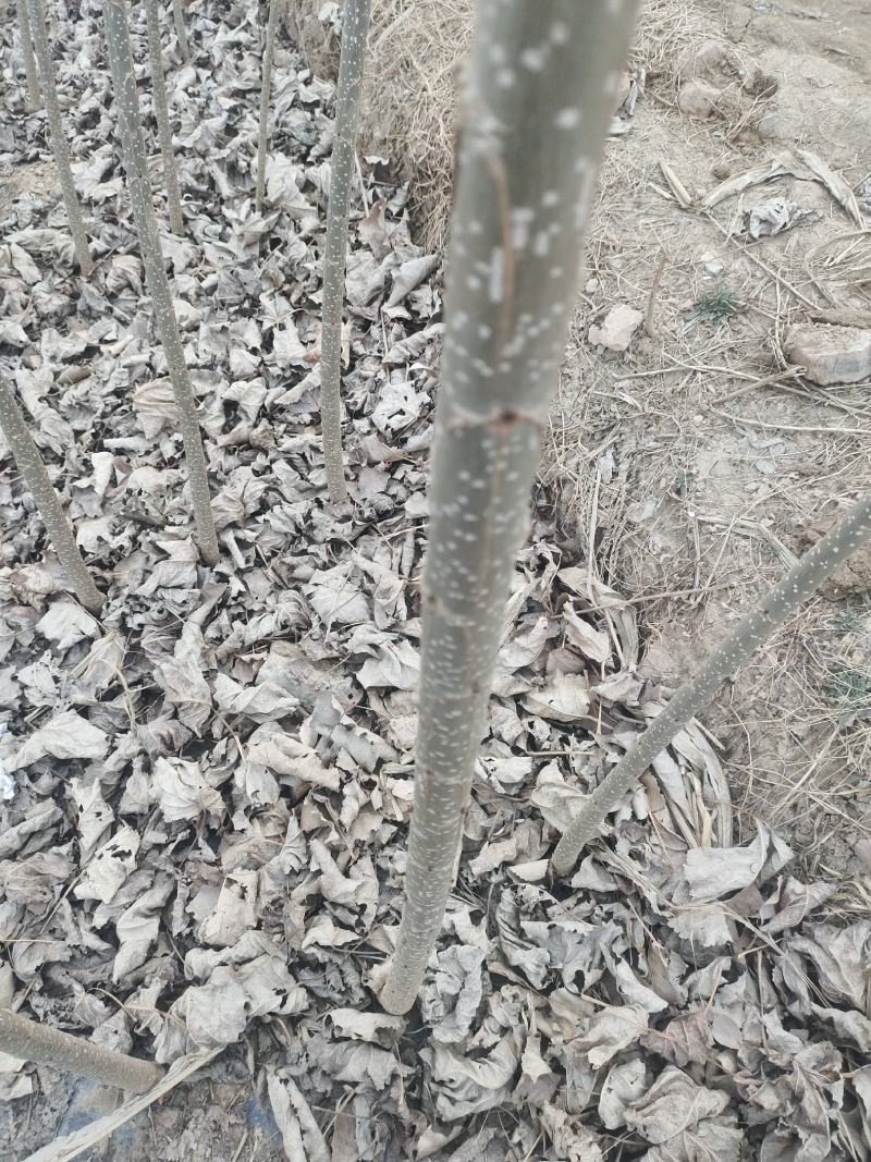 107杨树苗