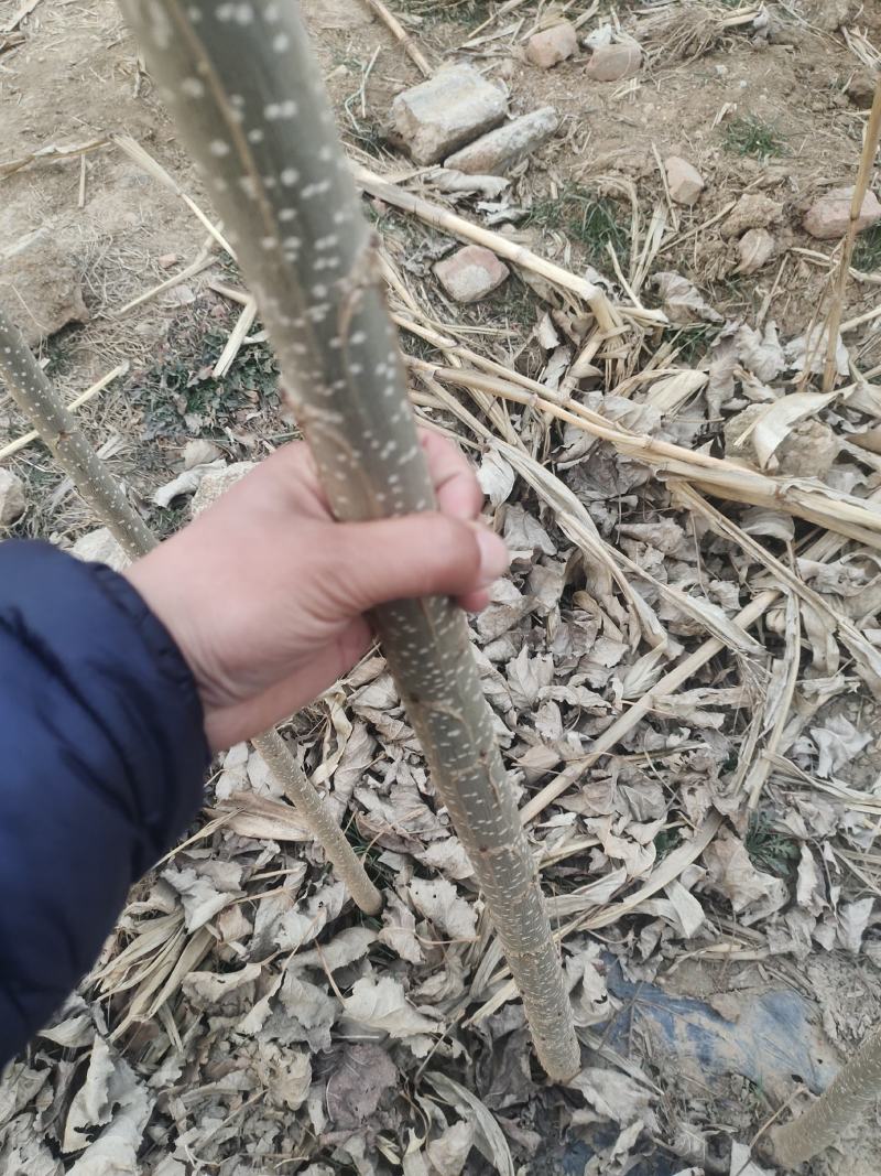107杨树苗