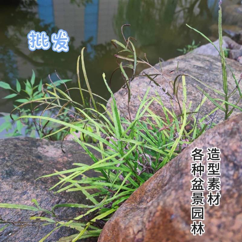 园林盆景造型素材老桩类蕨类苔藓类菌类花草类怪石类原生采