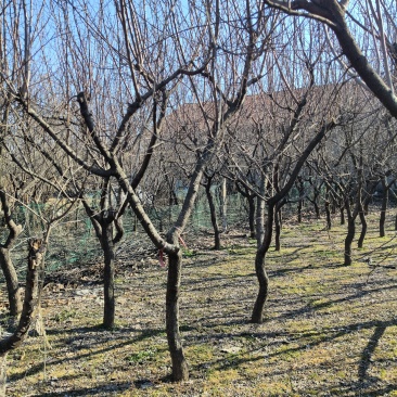 果树：杏树，桃树，柿子树蓝莓红树