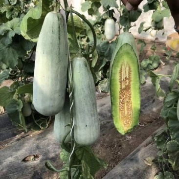 羊角蜜9号等各种甜瓜，规格全，全国发货欢迎选购