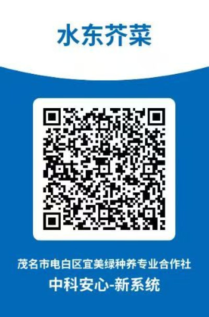 水东芥菜……来自原产地广东茂名市水东镇