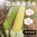 甜玉米糯米玉米