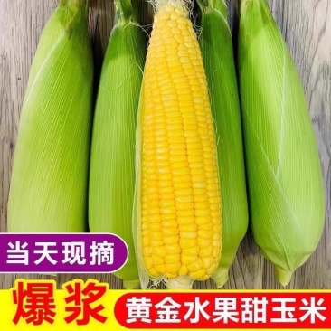 玉米