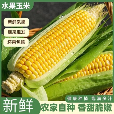 玉米