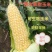玉米