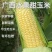 玉米