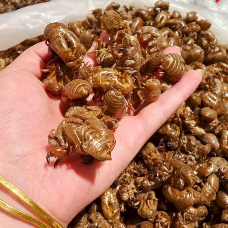 蝉蜕中药材正品野生蝉脱金蝉衣金蝉壳蝉皮蝉壳蝉衣知了皮知了