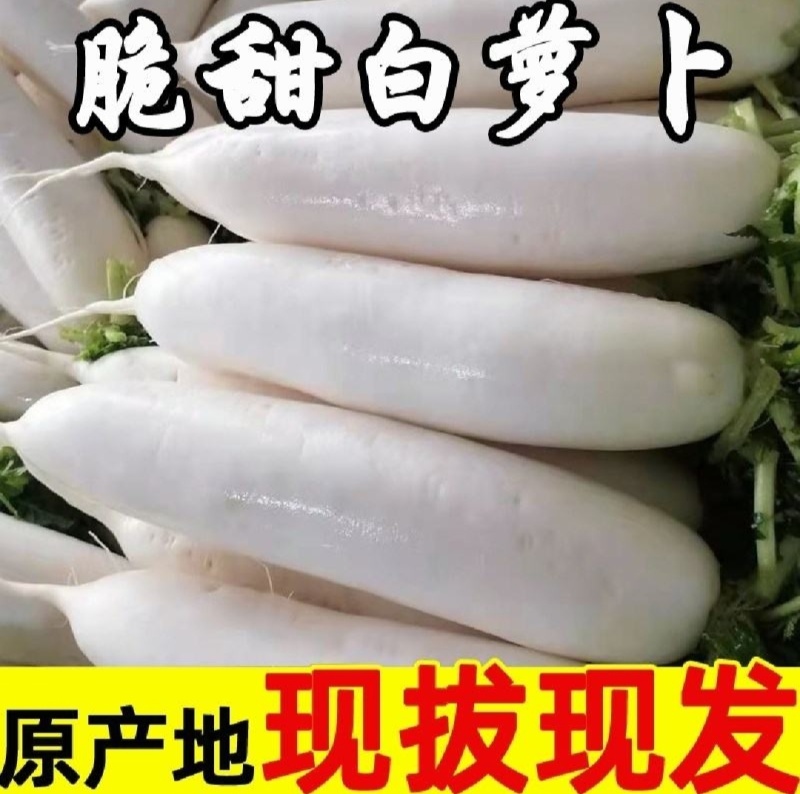 【实力商家】产地直发【超市直采】诚信经营【保质保量】白萝
