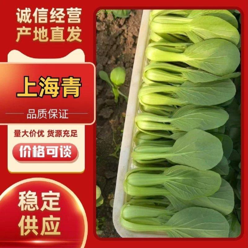 【实力商家】产地直发【诚信经营】保质保量【量大从优】油菜