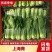 【实力商家】产地直发【诚信经营】保质保量【量大从优】油菜