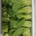 【实力商家】产地直发【诚信经营】保质保量【量大从优】油菜
