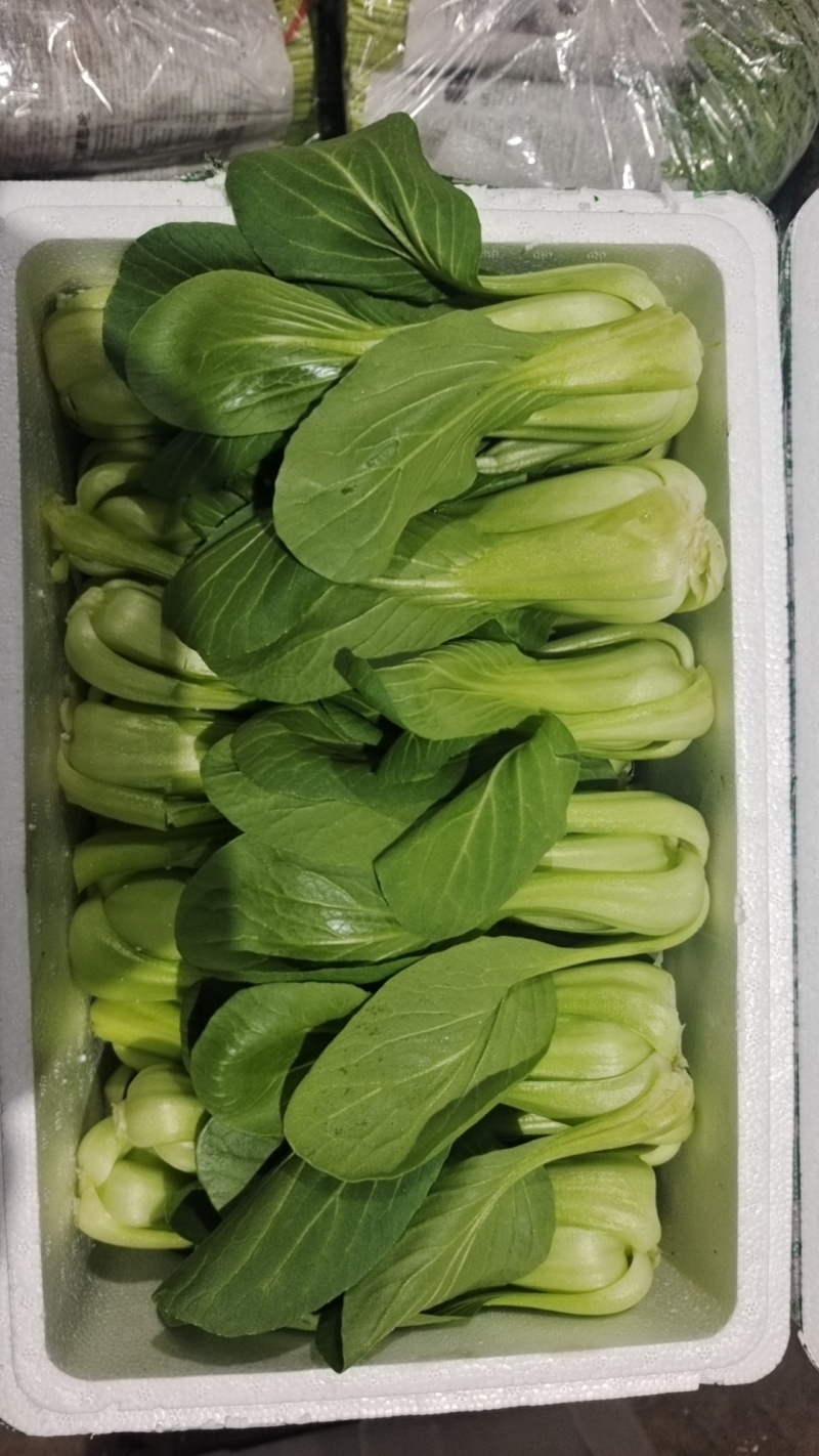 【实力商家】产地直发【诚信经营】保质保量【量大从优】油菜