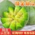 【实力商家】产地直发【诚信经营】全国发货【量大从优】绿宝