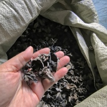 芦芽山黑木耳秋木耳高海拔生态种植，无硫干净，基地直供