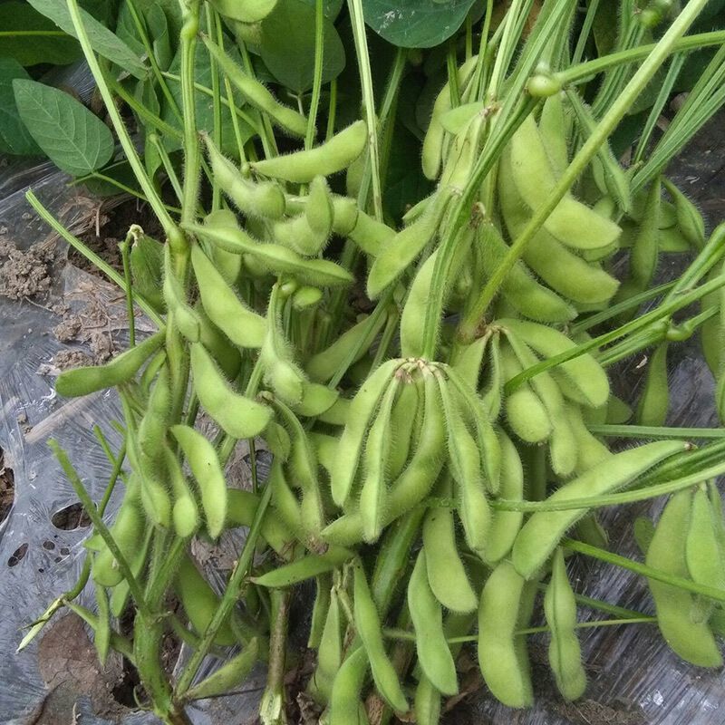交大14大荚绿宝石毛豆种子原装包邮鲜食春大豆种子中晚熟