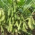 交大14大荚绿宝石毛豆种子原装包邮鲜食春大豆种子中晚熟