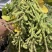 交大14大荚绿宝石毛豆种子原装包邮鲜食春大豆种子中晚熟