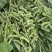 沪宁95-1早熟毛豆种子结荚率高抗倒性强籽粒饱满原装正品
