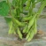 沪宁95-1早熟毛豆种子结荚率高抗倒性强籽粒饱满原装正品