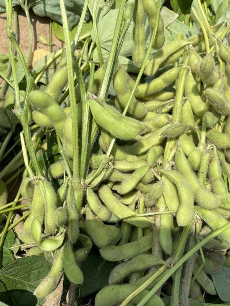 沪宁95-1早熟毛豆种子结荚率高抗倒性强籽粒饱满原装正品