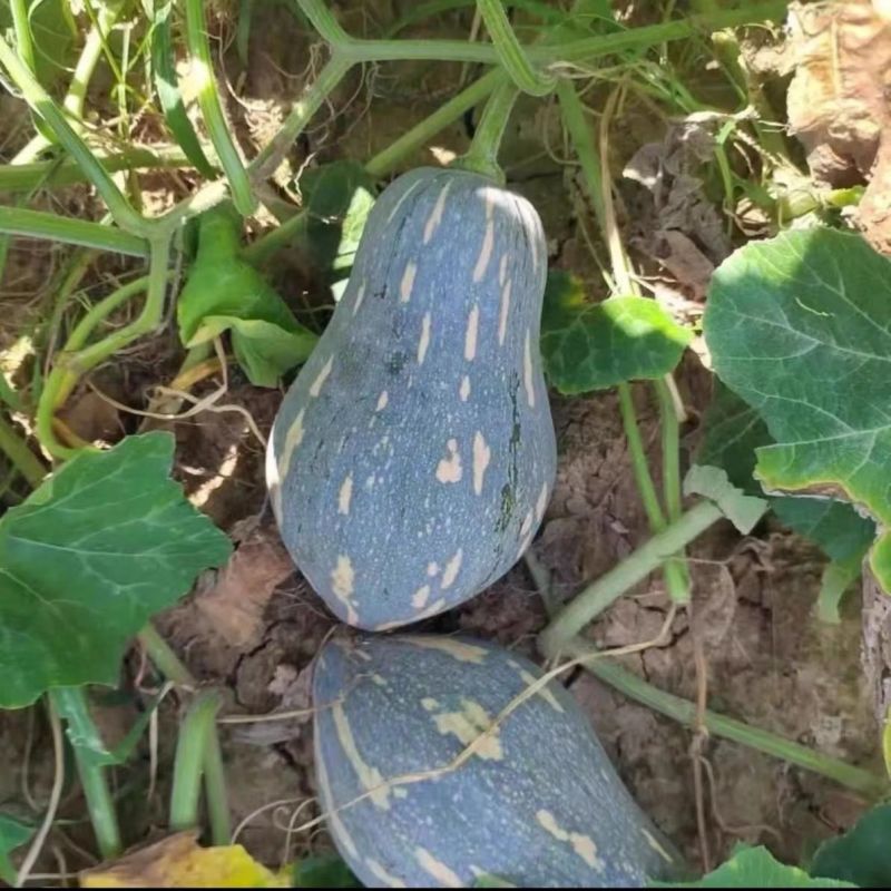 华农大芋香小南瓜种子瓜榄核形肉质金黄有芋香味口感好抗病