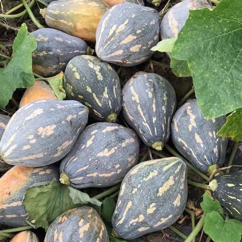 华农大芋香小南瓜种子瓜榄核形肉质金黄有芋香味口感好抗病