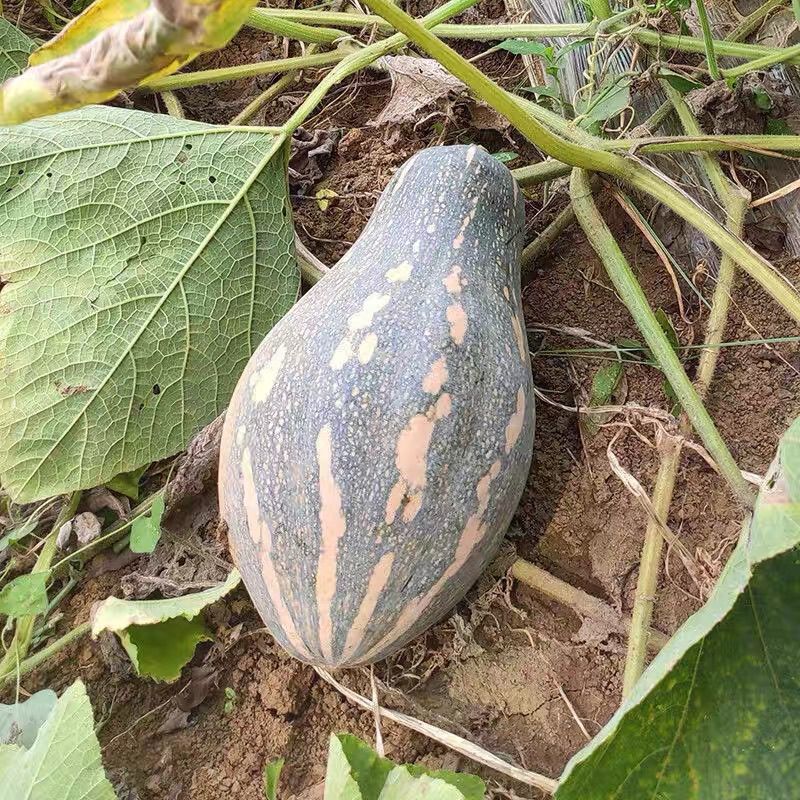 华农大芋香小南瓜种子瓜榄核形肉质金黄有芋香味口感好抗病