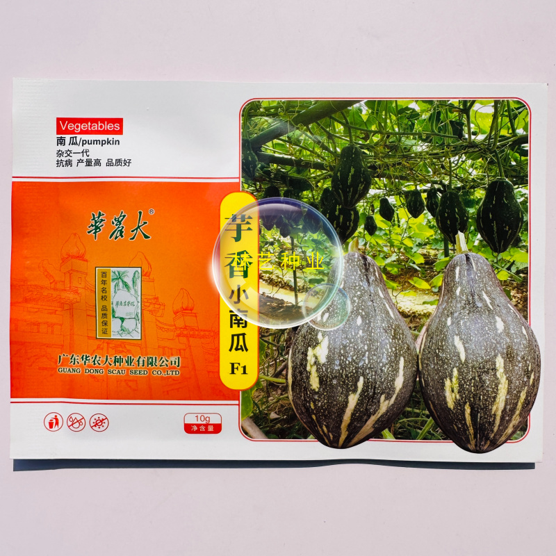 华农大芋香小南瓜种子瓜榄核形肉质金黄有芋香味口感好抗病