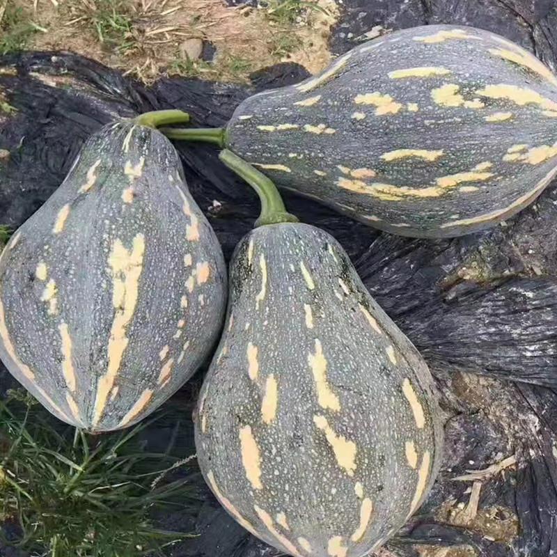 华农大芋香小南瓜种子瓜榄核形肉质金黄有芋香味口感好抗病