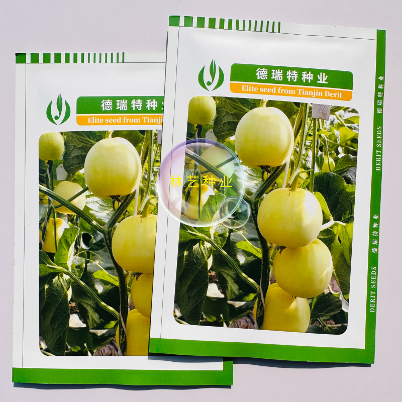 博洋201黄皮甜瓜种子薄皮甜脆早熟高产抗病商品性佳