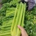 千户西芹种子叶柄颜色靓绿高产抗病农家菜园基地阳台种植芹菜