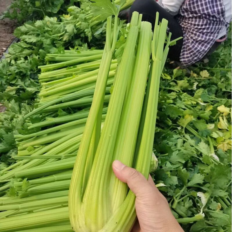 千户西芹种子叶柄颜色靓绿高产抗病农家菜园基地阳台种植芹菜