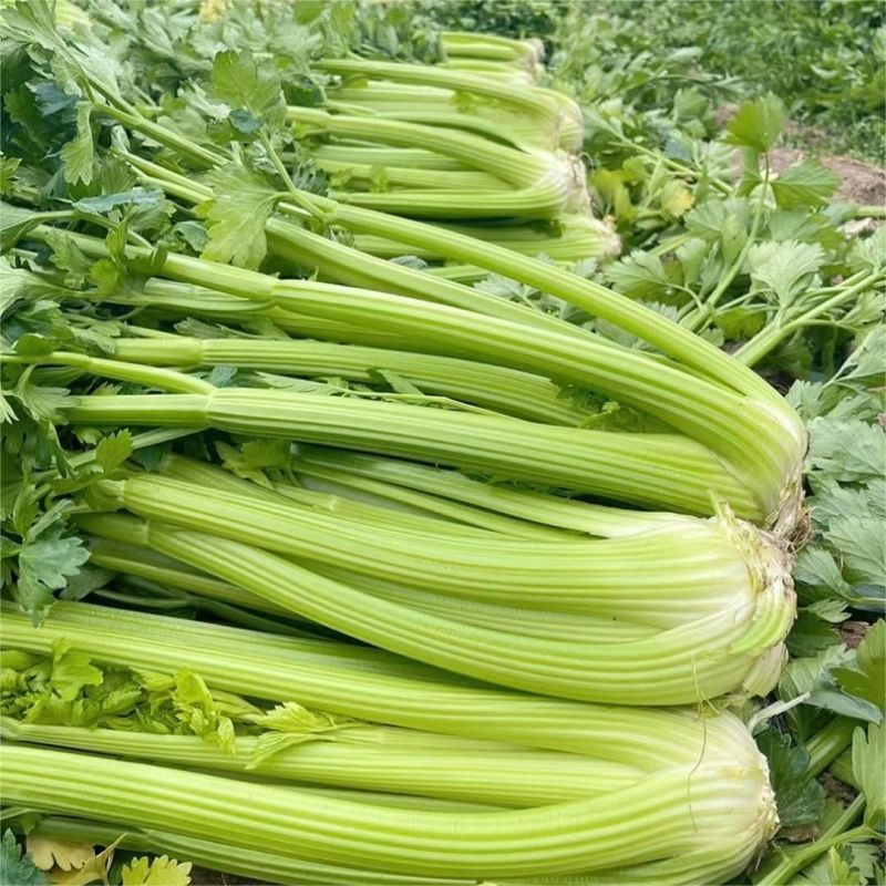 千户西芹种子叶柄颜色靓绿高产抗病农家菜园基地阳台种植芹菜