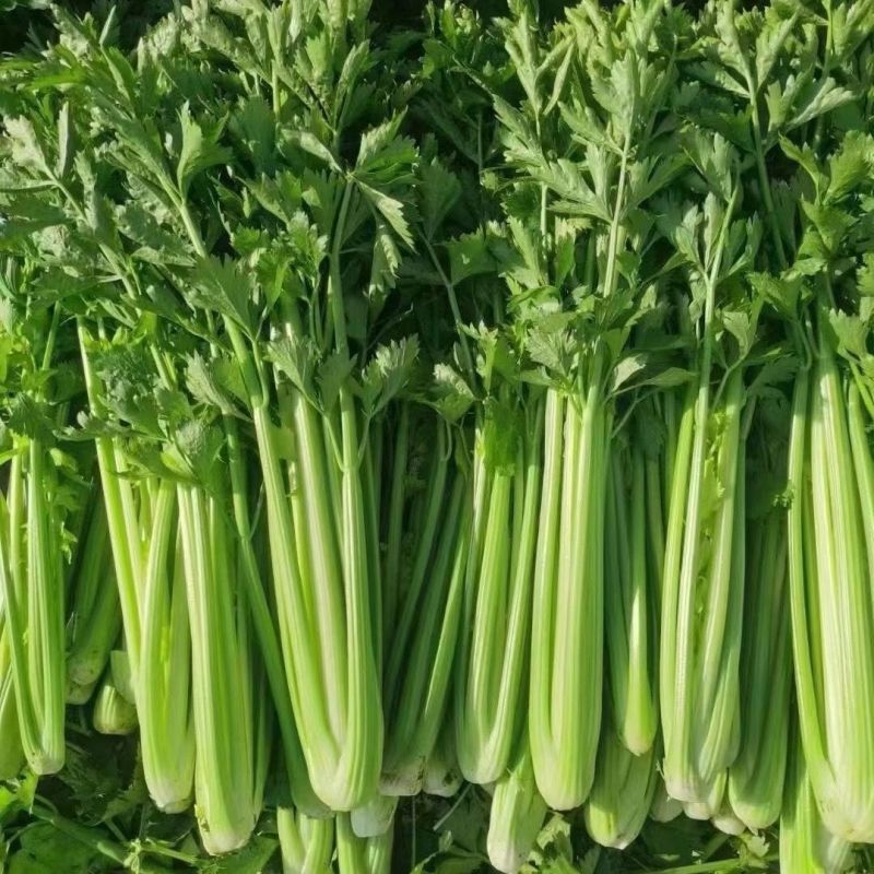 千户西芹种子叶柄颜色靓绿高产抗病农家菜园基地阳台种植芹菜