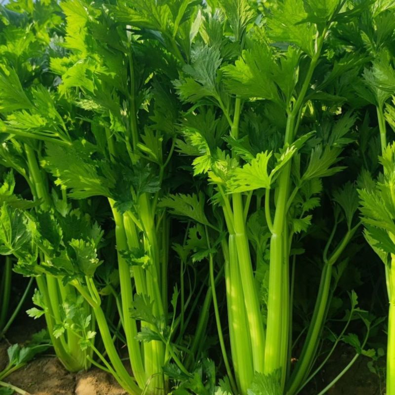 千户西芹种子叶柄颜色靓绿高产抗病农家菜园基地阳台种植芹菜