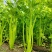 千户西芹种子叶柄颜色靓绿高产抗病农家菜园基地阳台种植芹菜