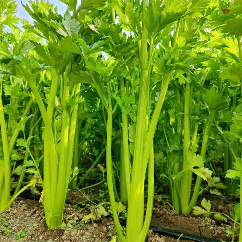 千户西芹种子叶柄颜色靓绿高产抗病农家菜园基地阳台种植芹菜