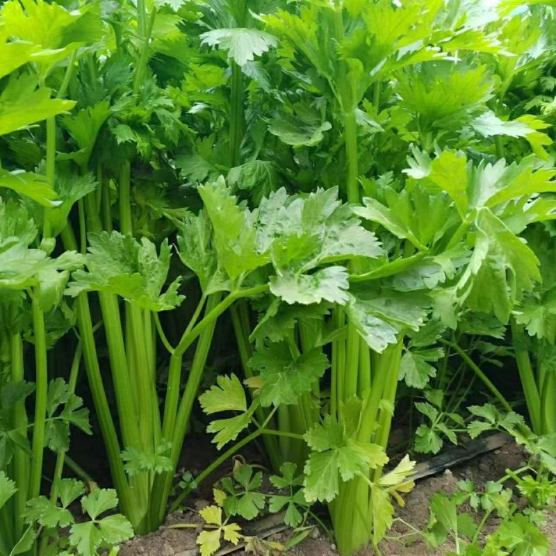 千户西芹种子叶柄颜色靓绿高产抗病农家菜园基地阳台种植芹菜