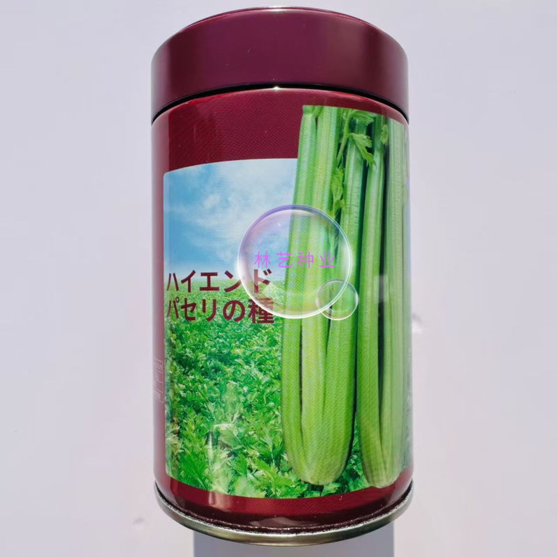 千户西芹种子叶柄颜色靓绿高产抗病农家菜园基地阳台种植芹菜